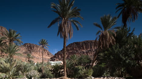 oasis 03