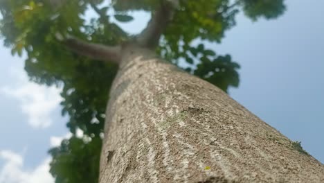 close up of a large tree trunk