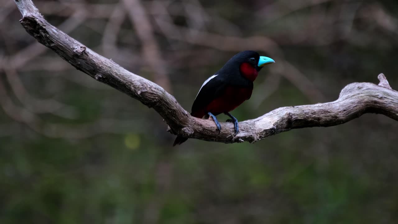 visto desde su parte trasera mirando hacia la cámara y luego salta para volar a su nido, pico ancho negro y rojo, cymbirhynchus macrorhynchos, parque nacional kaeng krachan, tailandia