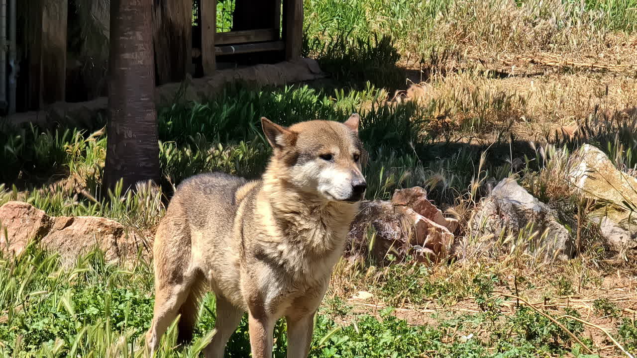 lobo solitario en el zoológico de ática en un caluroso día de verano, vista de retrato
