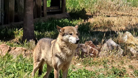 lonely wolf in zoo of attica on hot summer day, portrait view