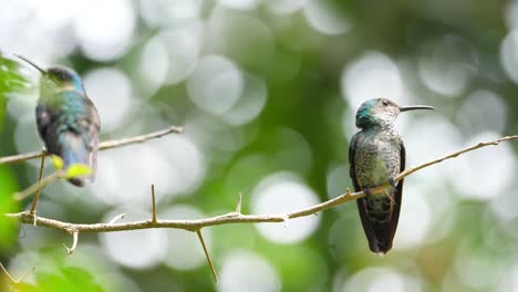 pájaro jacobino de cuello blanco en su hábitat natural en el bosque