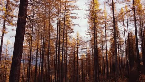 flying low through golden larch forest on a cloudy day