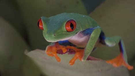 Nahaufnahme-Eines-Rotäugigen-Laubfrosches,-Der-über-Ein-Blatt-Im-Regenwald-Geht-2