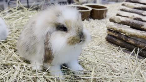 a small fluffy rabbit with big ears is looking at the camera fluffy pets