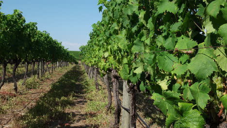 viñedos de groot constantia en ciudad del cabo, sudáfrica