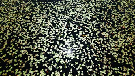 Drone-shot-revealing-large-fields-of-water-lily-in-a-lake