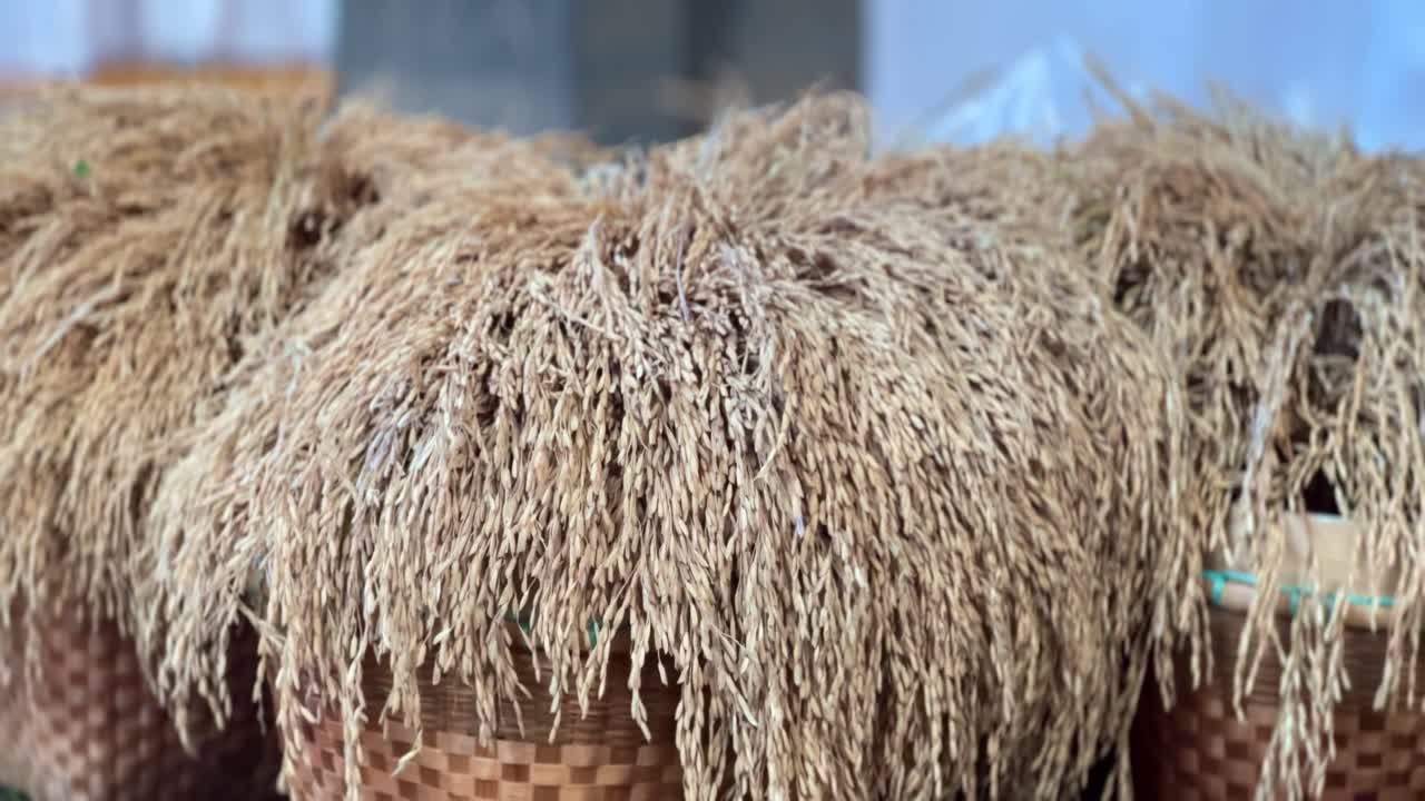 Paddy rice is dried in woven wicker baskets before being threshed by hand