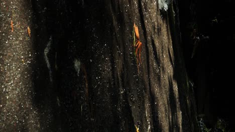 vertical slow motion handheld shot of a road with water running off while cars are driving in bali indonesia in ubud