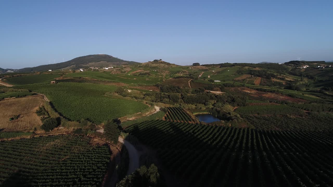 Veduta aerea su filari di vigneti in un campo di campagna, colline agricole contro il cielo blu