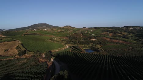 Luftaufnahme-über-Weinbergreihen-Auf-Ländlichem-Feld,-Landwirtschaftliche-Hügel-Gegen-Blauen-Himmel