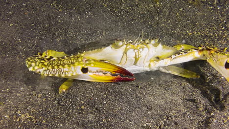 Underwater-shot-of-large-swimming-crab-hiding-in-sand-by-digging-in