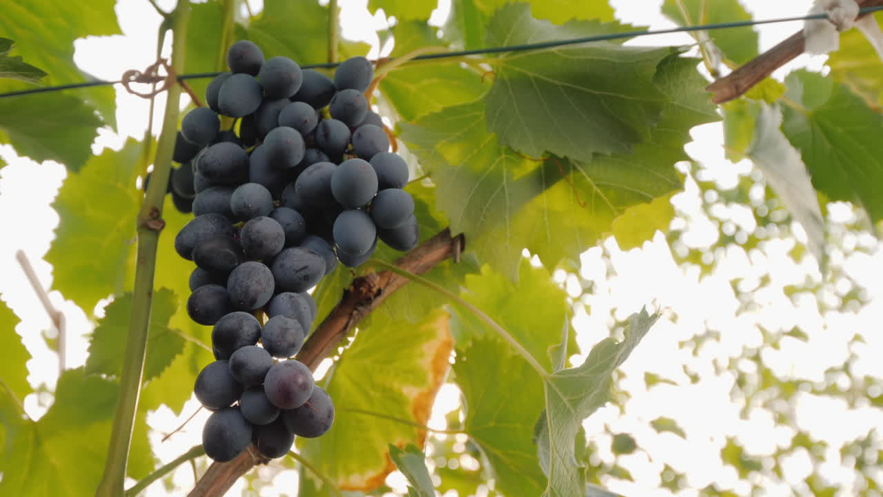 grono de uvas oscuras madurando al sol