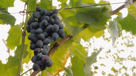Grono-Of-Dark-Grapes-Ripening-In-The-Sun