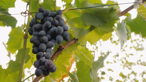 grono of dark grapes ripening in the sun