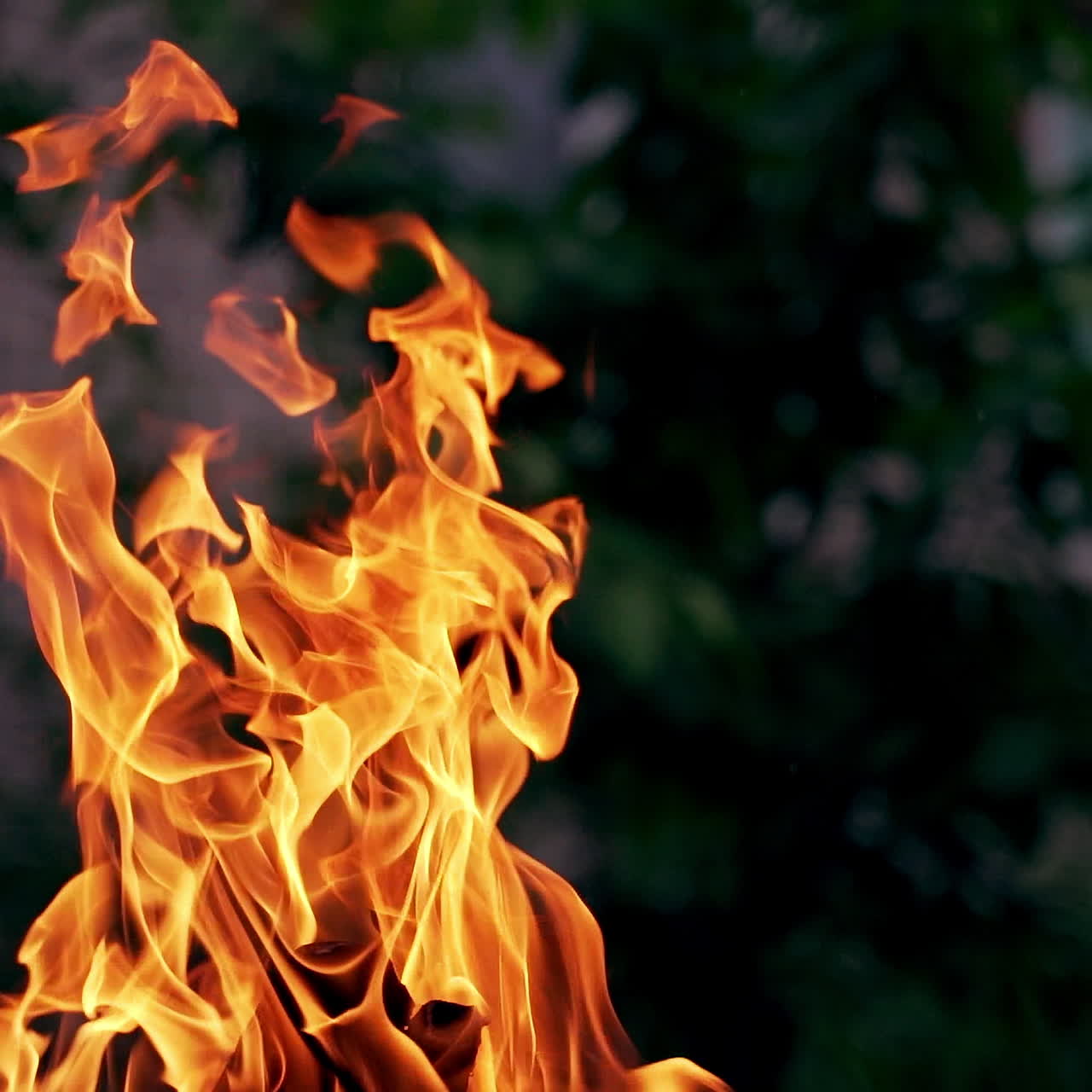Bonfire on the background of building and green tree at darkness. Red and yellow flame surging up outdoors in the evening.