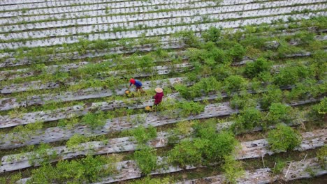 Vista-Aérea-De-Dos-Agricultores-Asiáticos-Cosechando-Chile