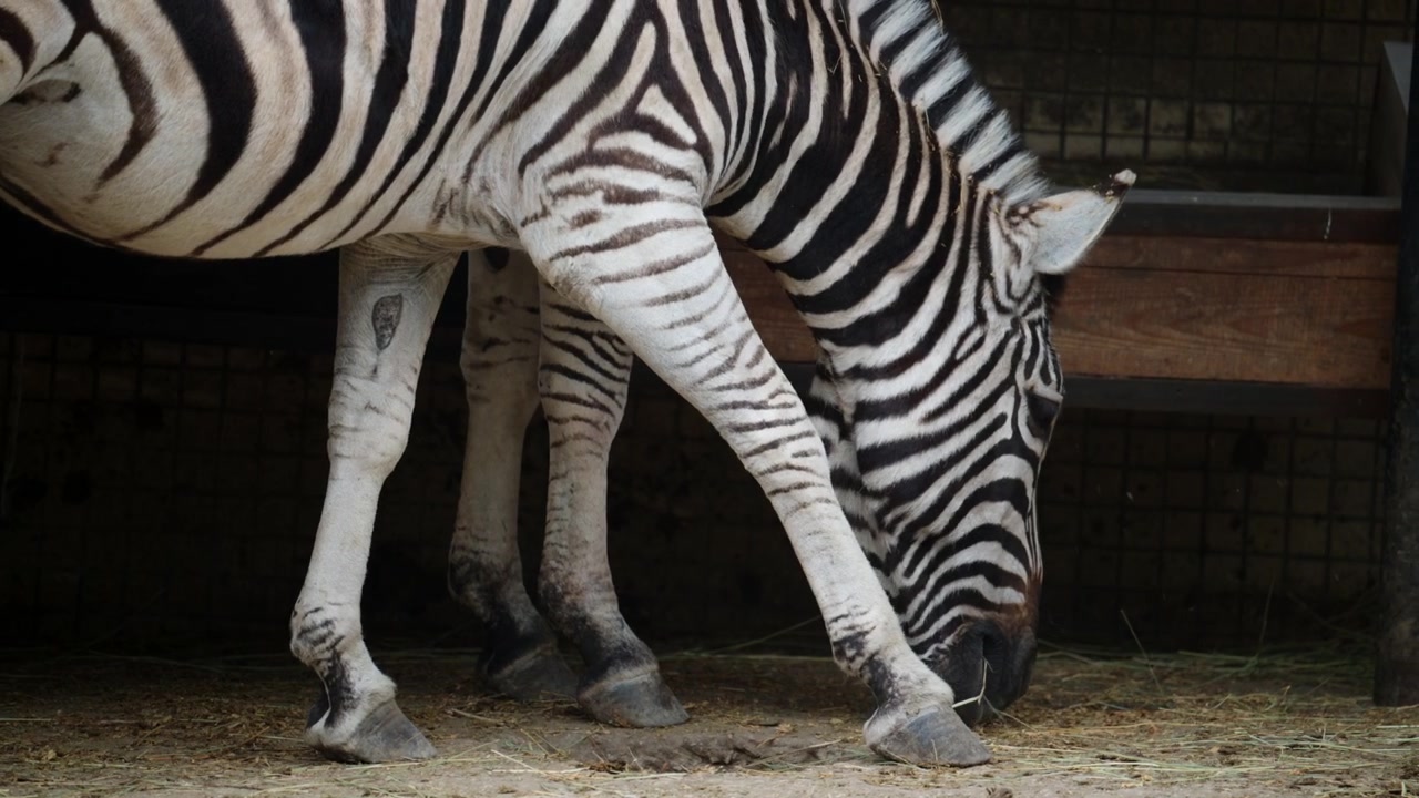 Filmato ravvicinato di una zebra che mangia fieno, mostrando dettagliati motivi a strisce e il comportamento alimentare in un recinto naturalistico.