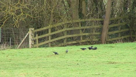 Crows-looking-for-food-in-a-UK-field-with-a-fence-and-some-trees-in-the-background