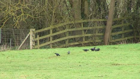 crows looking for food in a uk field with a fence and some trees in the background