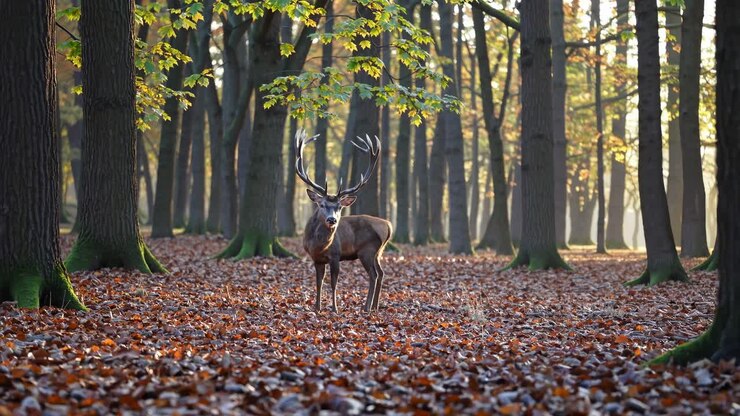 A majestic deer stands in a sunlit forest, captured at eye level