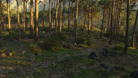 bosque de madera dura