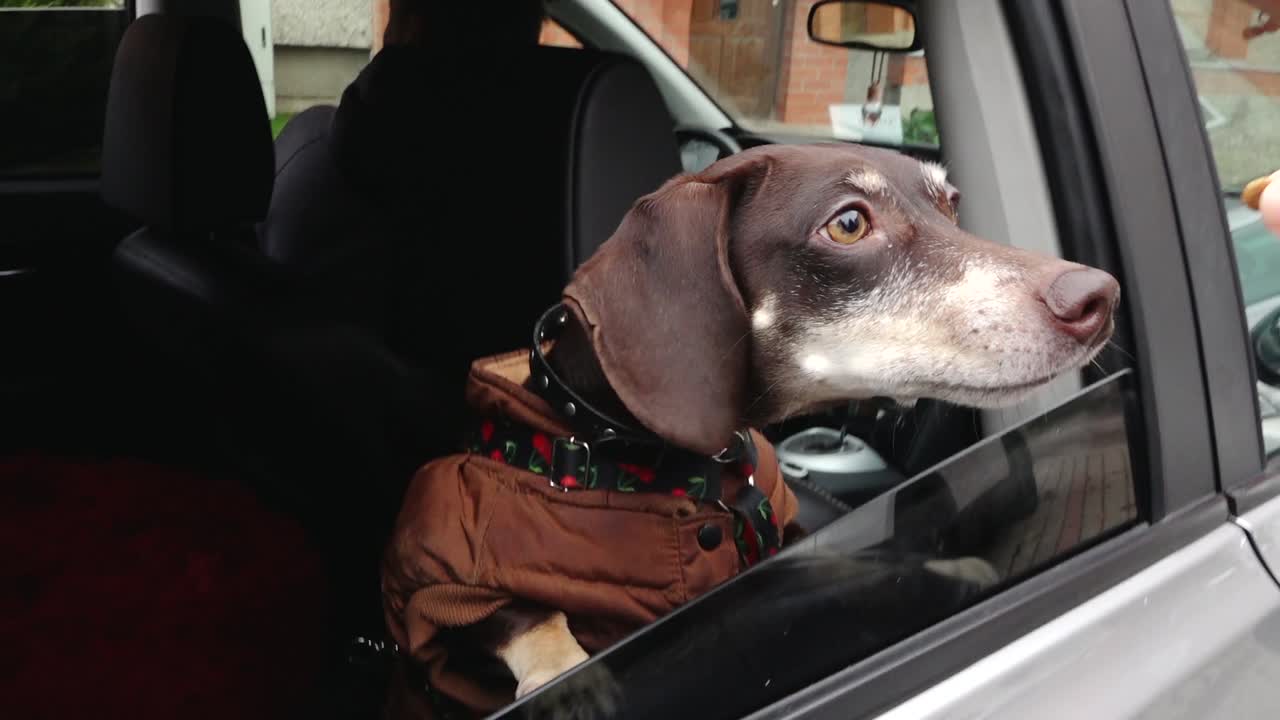 el perrito está posando para la cámara