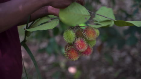 holding cluster of ripe rambutan fruit and cutting one open with knife