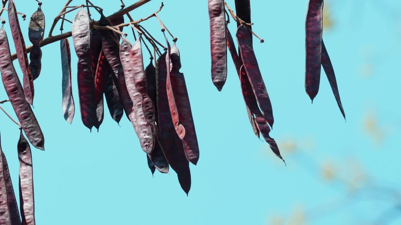 vainas de semillas secas de un árbol que se mueve con el viento durante un caluroso día de verano en el parque nacional kaeng krachan en tailandia