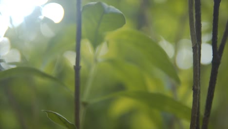 Sonnenschein-Zwischen-Den-Grünen-Naturblättern