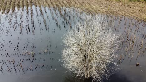 Bare-Tree-In-Flooded-Fields---Floodwaters-On-Rural-Field-In-Countryside-Of-Battambang,-Cambodia