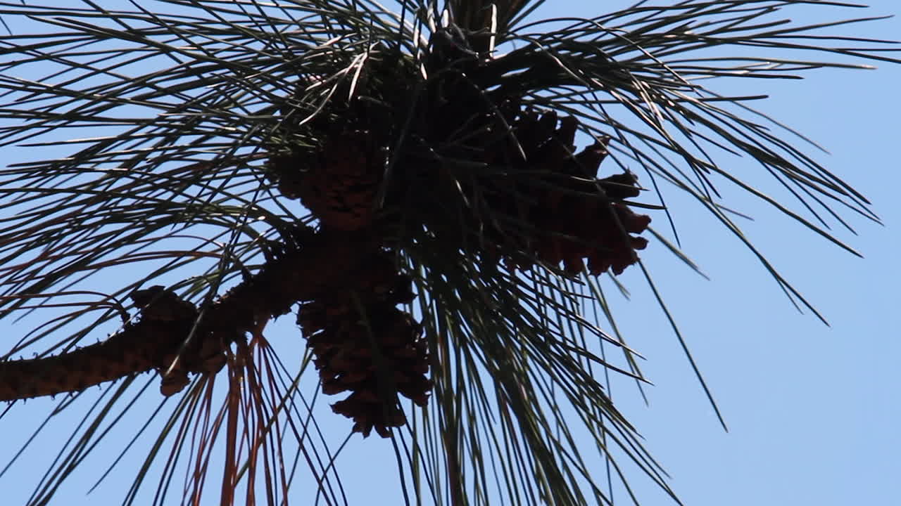 largas agujas de pino ponderosa y piña contra el cielo azul, de cerca