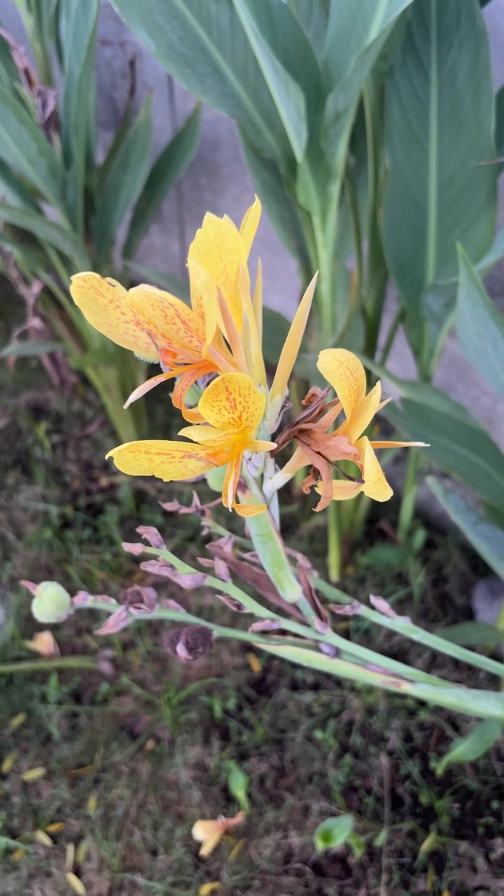 Primo piano di un fiore di Canna indica giallo vivace con macchie arancioni.
