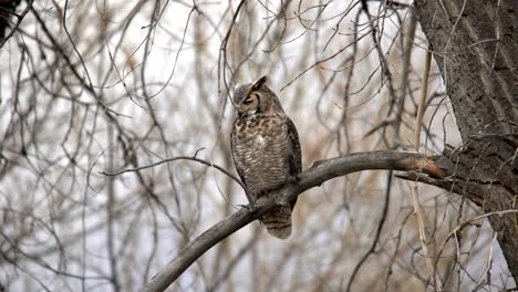 great horned owl perching on a branch and looking down