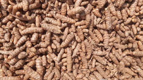 turmeric roots close up