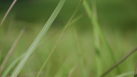 Ein-Mehrjähriges-Gras,-Das-Im-Tropischen-Und-Subtropischen-Asien-Beheimatet-Ist-Und-Auch-In-Mehrere-Länder-Eingeführt-Wurde