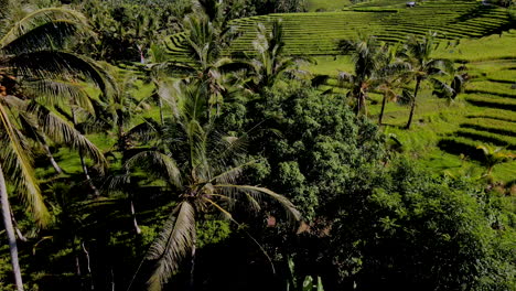 low flying over beautiful rice fields and palms in bali