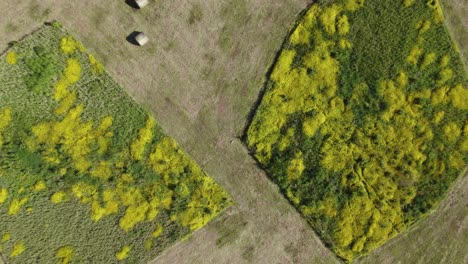 área de conservación a vista de pájaro en campo tierra protegida ranúnculos silvestres flores vista aérea superior
