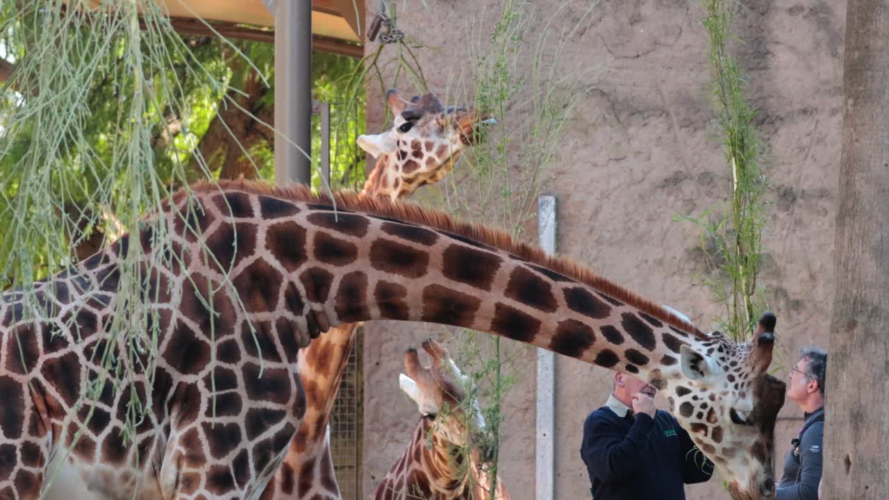 사람들이 관찰하는 동안 지라프가 잎을 먹고 있습니다.