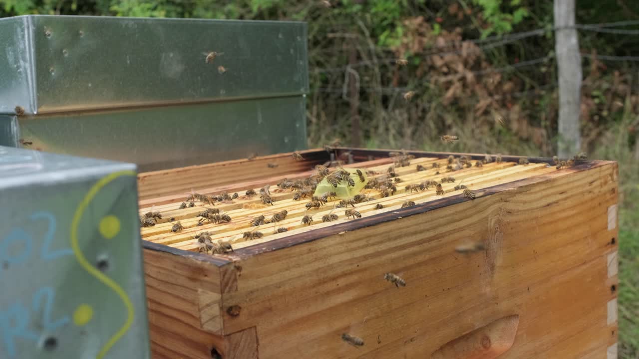 abejas melíferas enjambrando una colmena y nueva abeja reina que se introduce en el nido