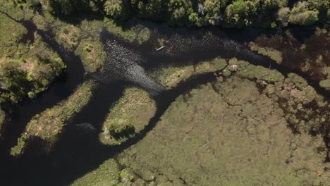 Vista-De-Pájaro-Del-Lago-Lleno-De-Plantas-Flotando-En-El-Agua