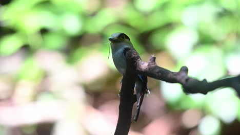 A-damselfly-in-its-mouth-ready-to-be-delivered-to-its-nestlings,-Silver-breasted-Broadbill-Serilophus-lunatus,-Thailand