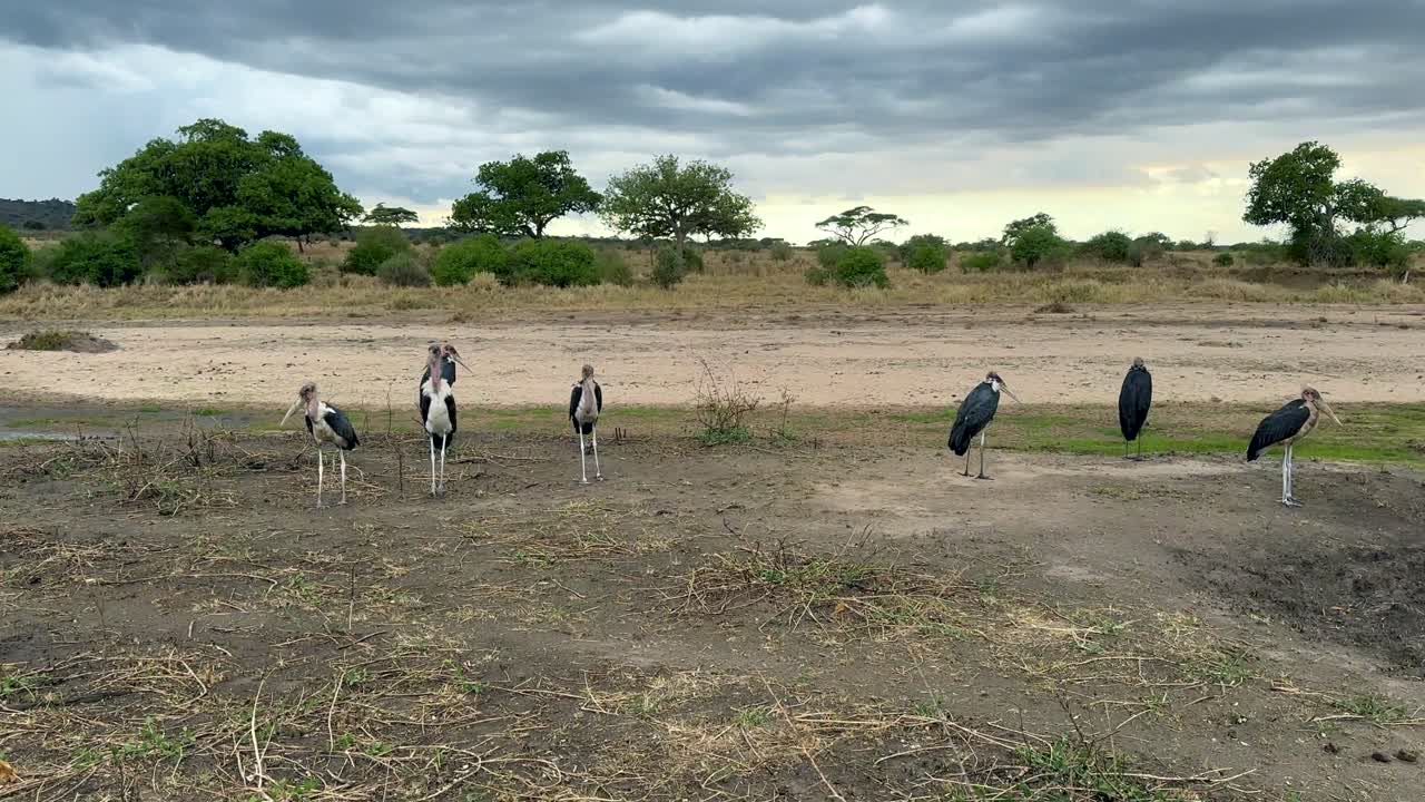 타란기레 국립공원 (탄자니아) 의 사바나에서 건조한 강변에서 구름이 가득한 날씨에 마라부 (leptoptilus cruminifer)