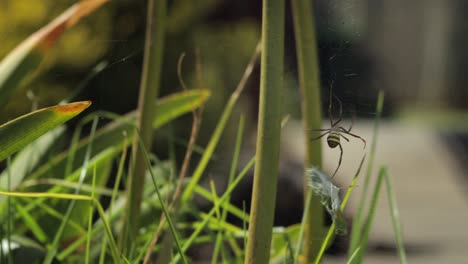 St-Andrew's-Cross-Spider-Weaving-Web-Around-Caught-Praying-Mantis-Daytime-Sunny-Australia-Victoria-Gippsland-Maffra