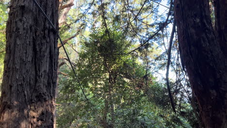 Fallen-power-line-hanging-on-the-tree-trunk