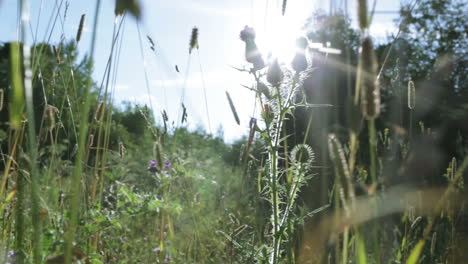 Distel-Und-Sonnenstrahlen