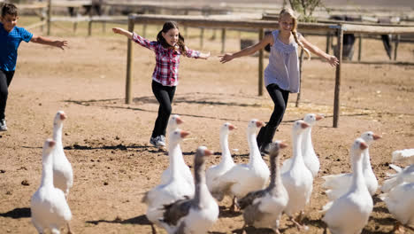 caucasian mother, son and daughter chasing geese on farm