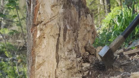 impresionante toma en cámara lenta de un hacha cortando un árbol