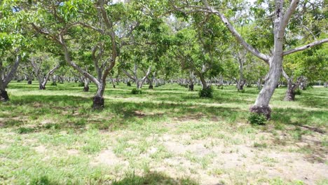 Aerial-Through-A-Walnut-Grove-Of-Trees-On-A-Ranch-Or-Farm-In-Lompoc-Central-California-1