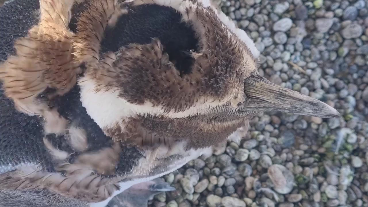 Nahaufnahme eines jungen Magellan-Pinguins (Spheniscus magellanicus), der in Punta Tombo, Argentinien, seine braunen Kükenfedern mausert und dabei sein schwarz-weißes Erwachsenengefieder im Wind enthüllt